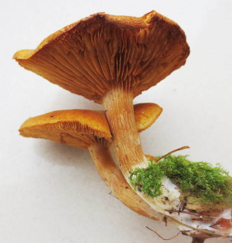 Gymnopilus penetrans Gymnopilus penetrans
